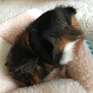 Meet your Posher, Jade